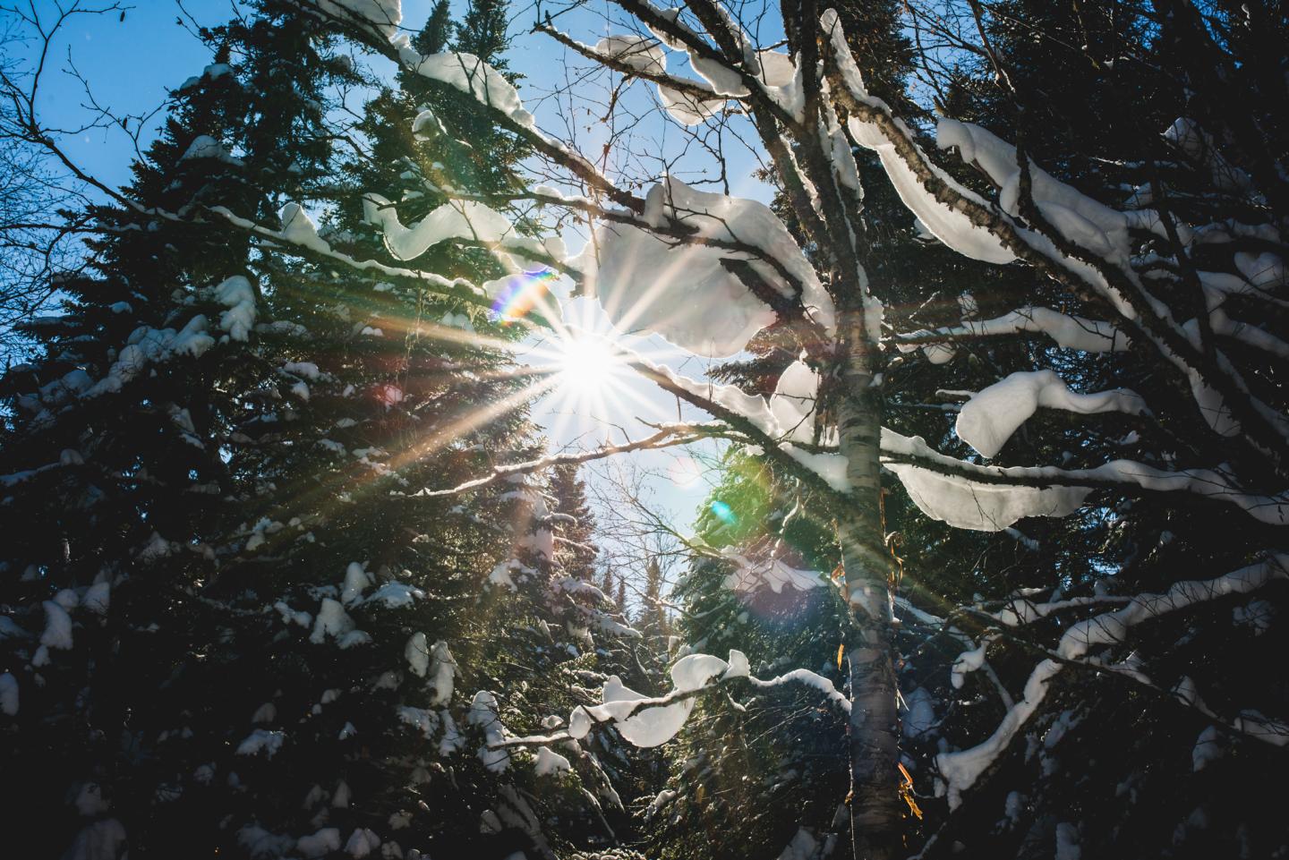 Arbres au soleil