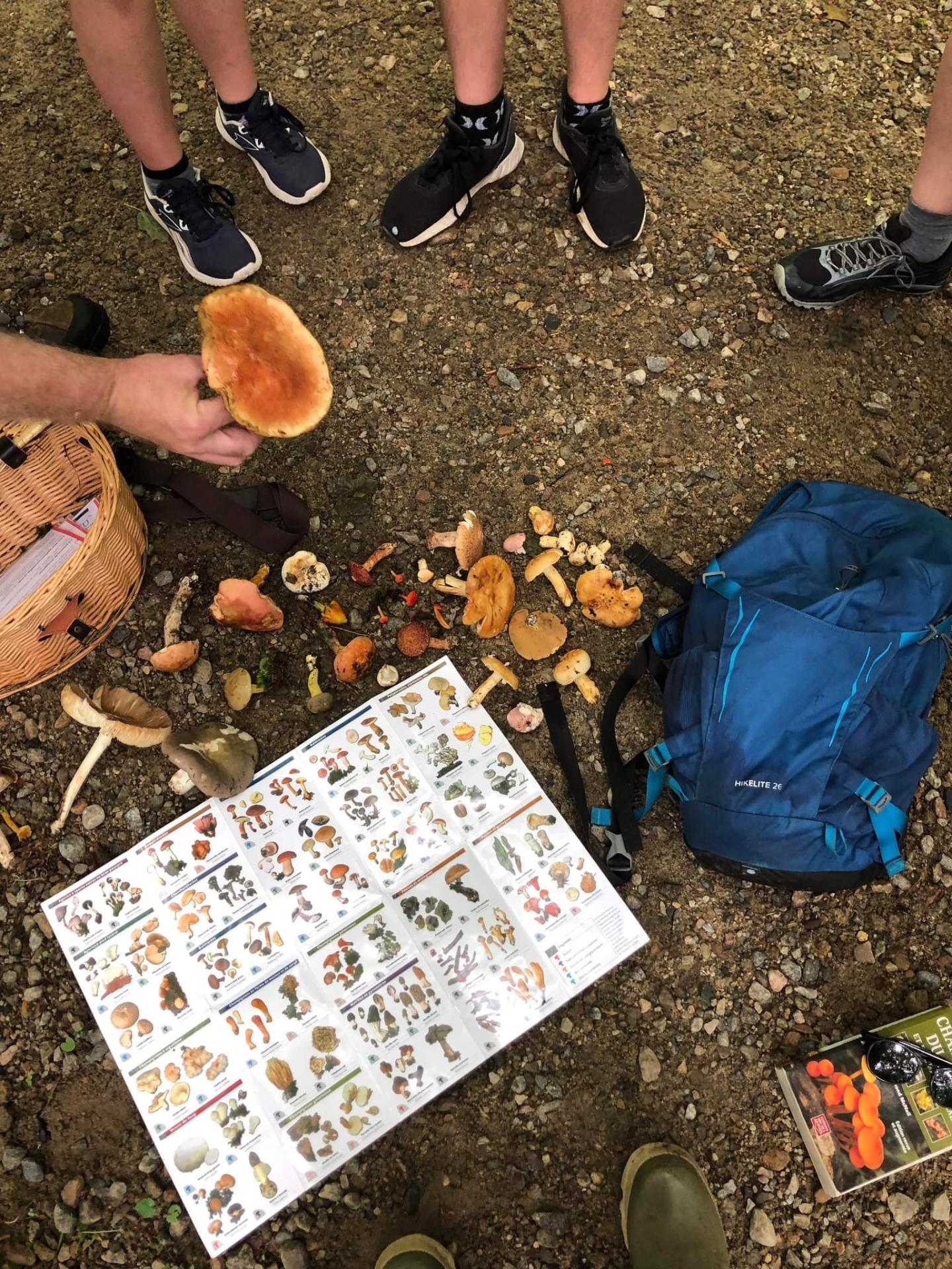 Forêt gourmande au Massif de Charlevoix