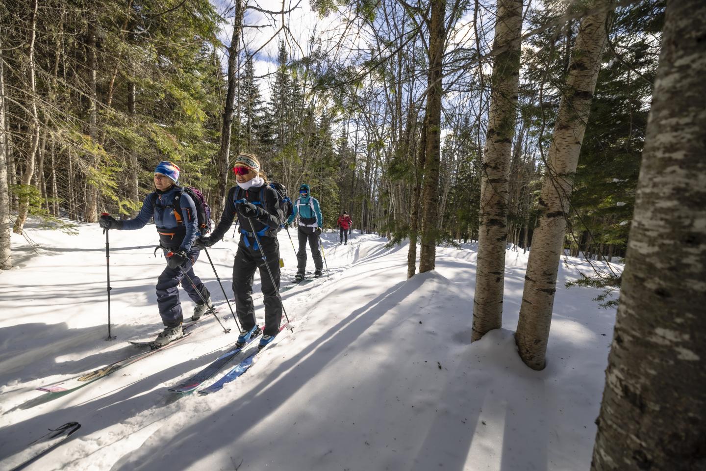 Quatre skieurs traversant une forêt enneigée sous un ciel ensoleillé.