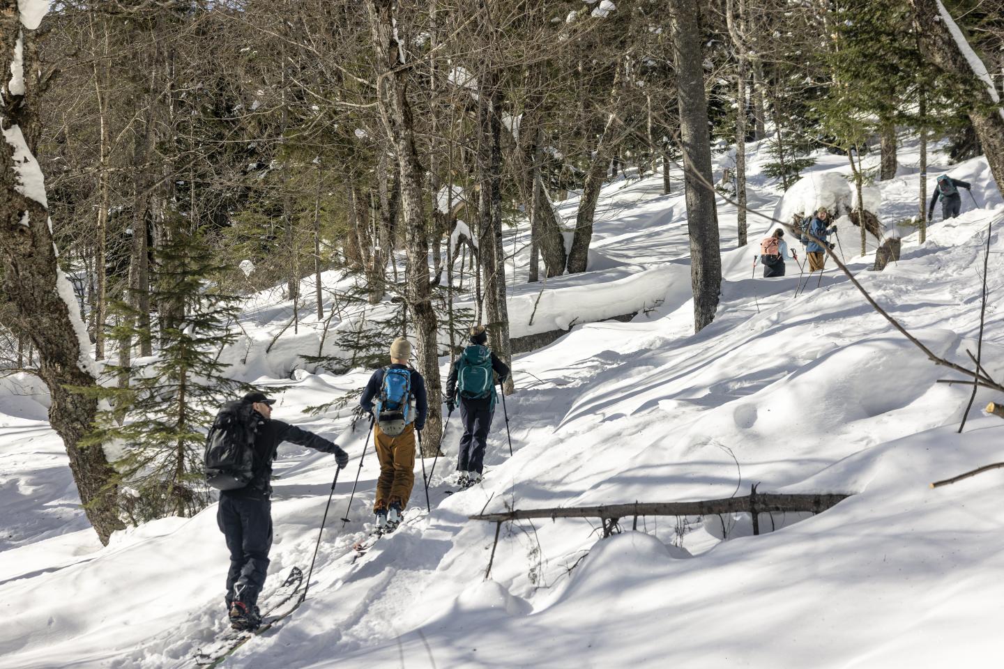 Des skieurs traversent une forêt enneigée sous un ciel clair.
