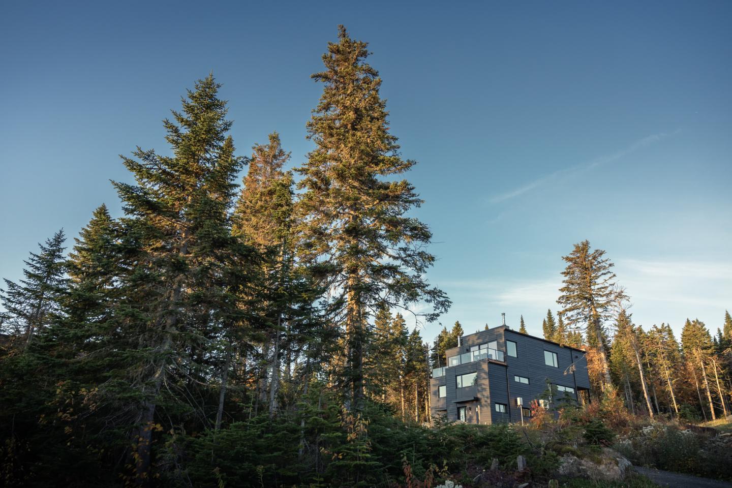 Maison moderne entourée de grands sapins sous un ciel bleu.