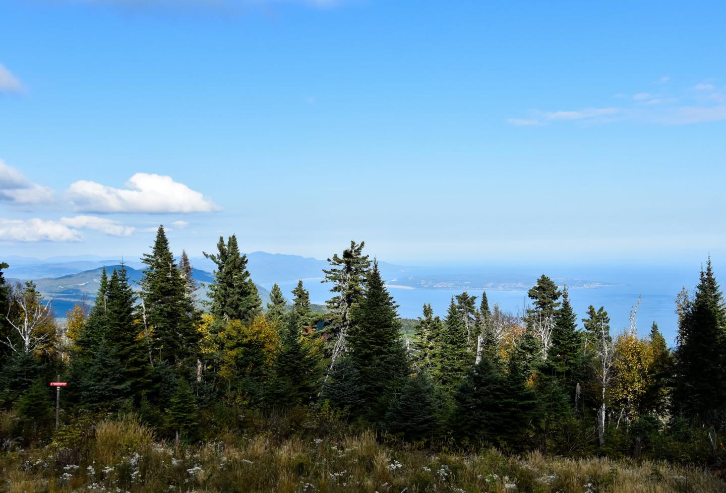 Paysage de forêt de sapins sous un ciel bleu.