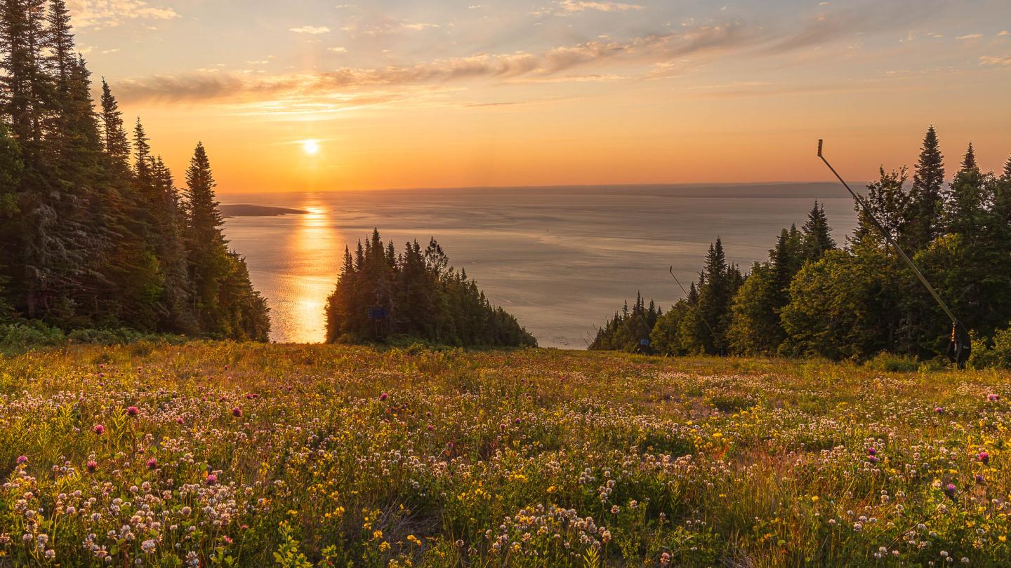 Champ de fleurs sauvages au coucher de soleil, forêt à l'horizon.
