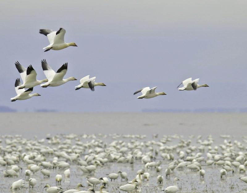 oies blanches qui prend son envol