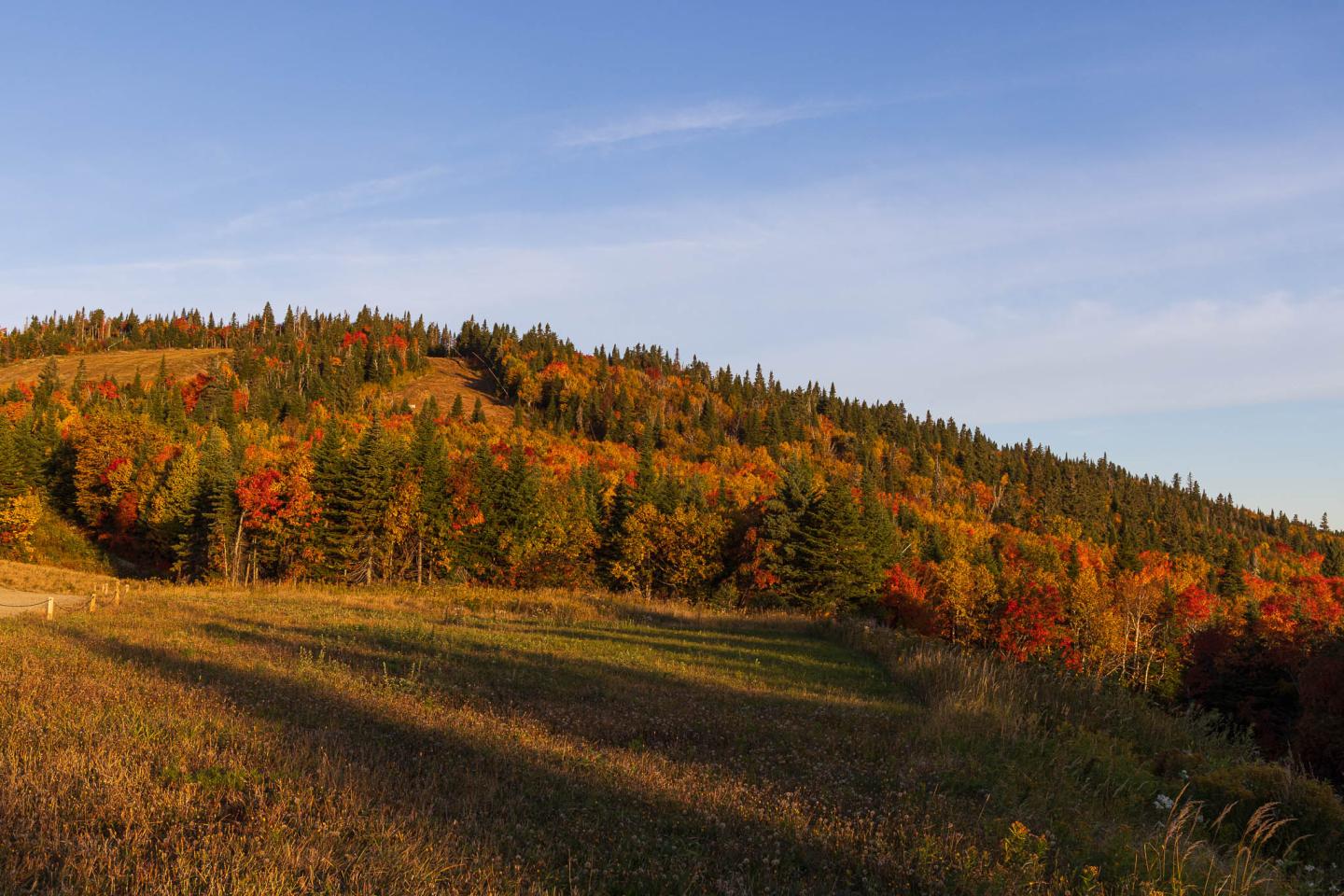 Colline boisée aux couleurs d’automne sous un ciel bleu.