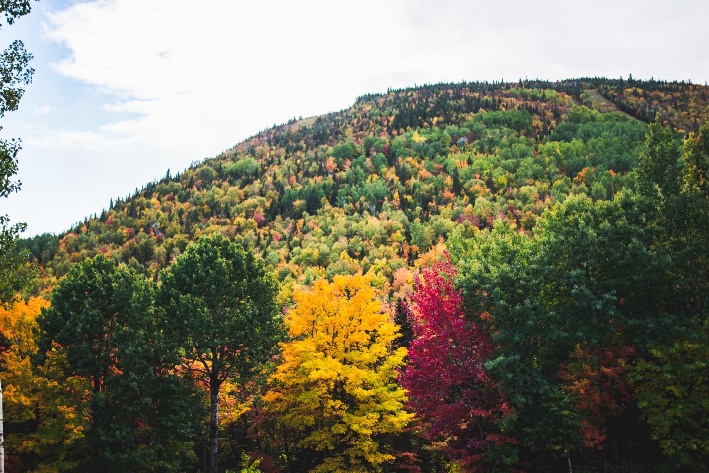 Colline boisée aux feuillages d’automne colorés sous un ciel nuageux.